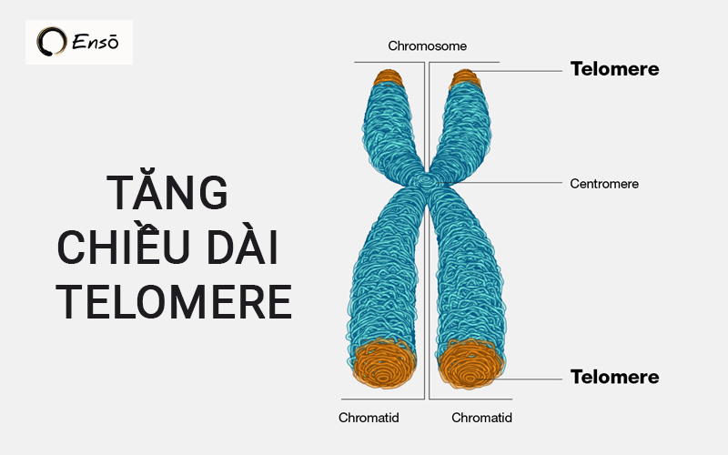 Sự suy thoái và rút ngắn của telomere gây ra các vấn đề liên quan đến lão hóa